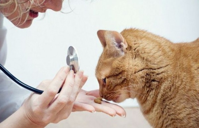 Podávanie liekov psom a iným zvieratám II.