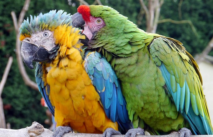 Poruchy správania u papagájov