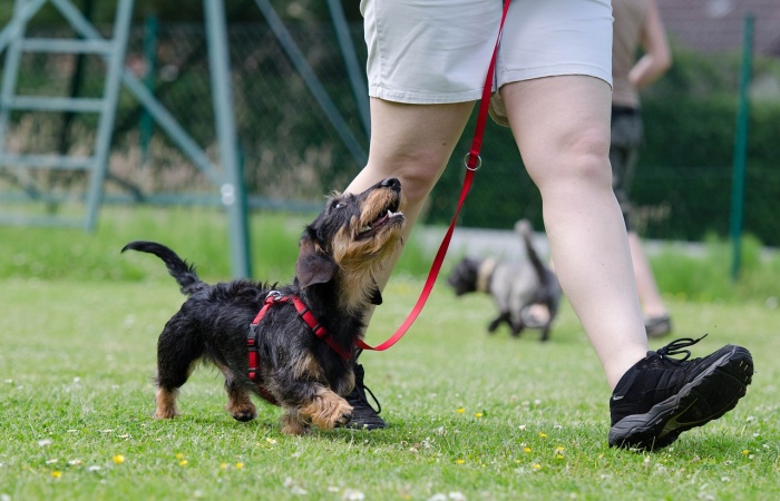7 mýtov o trénovaní psov